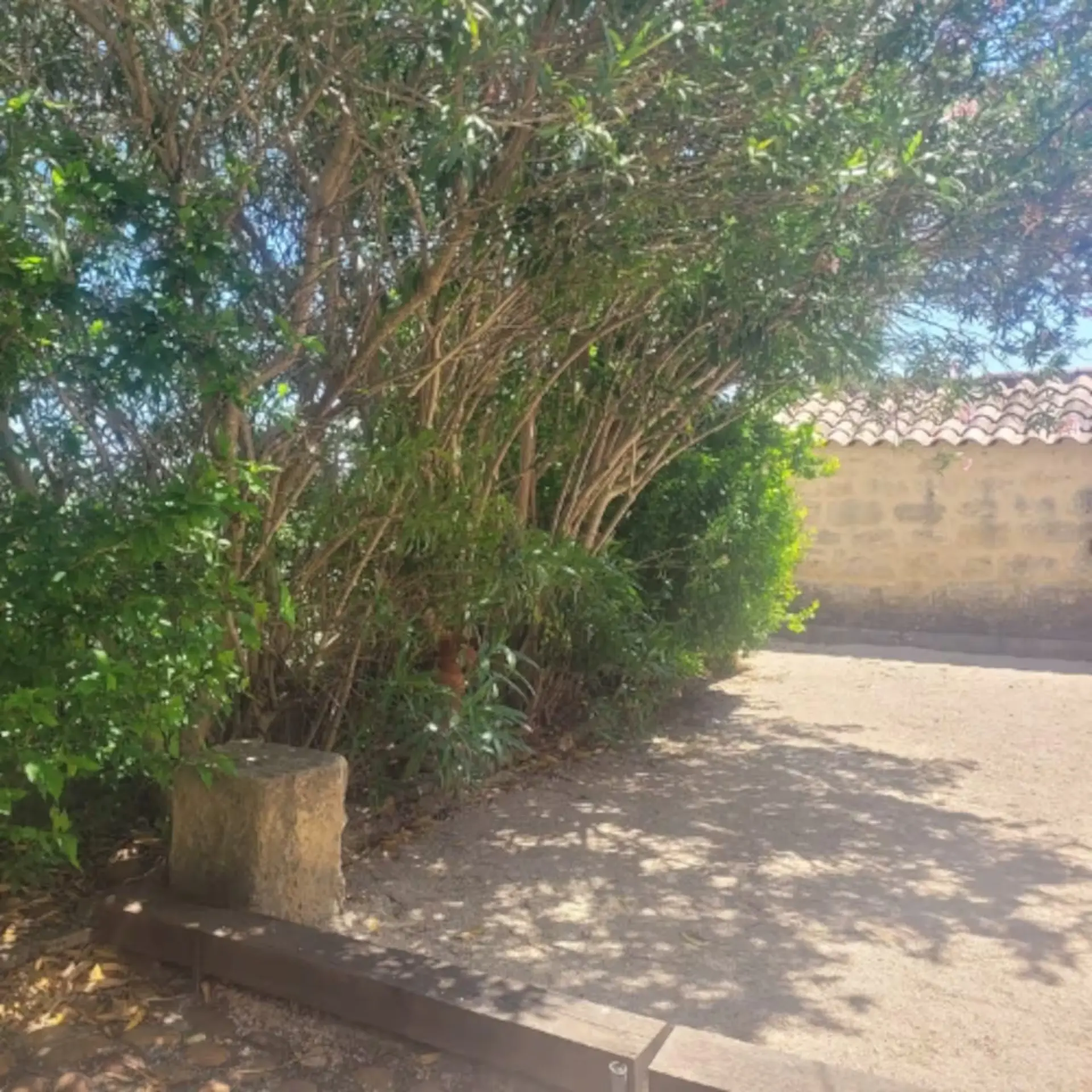 Terrain de pétanque, à l'ombre des arbres. — extérieurs du mas familial à Sanilhac-Sagriès, près du Pont du Gard